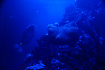 Underwater sea sponge expelling oxygen and water bubbles