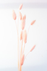 Fototapeta na wymiar pink dried rabbit tail grass lagurus on isolated white background