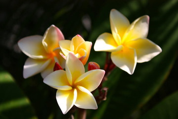 Plumeria flower white and yellow color on blur green leaves and black background. Plumeria in garden.