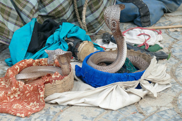 Cobras of snake charmer outside Sarnath
