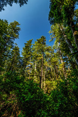 Fototapeta premium Tall rainforest trees try to get to the sky - Pacific Rim rain forest, BC, Canada