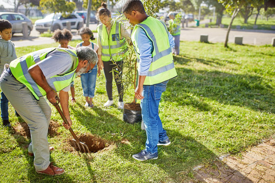 Volunteers planting trees in sunny park