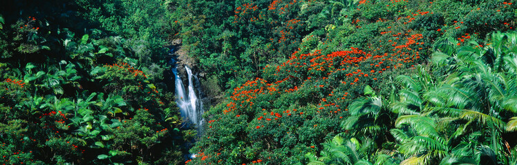 Tropical waterfall near Hilo, Hawaii