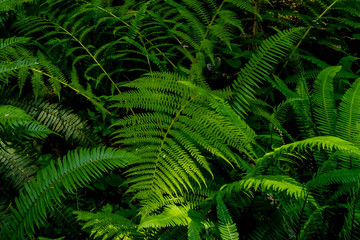 Fototapeta na wymiar Up close with the forest wild ferns - Pacific Rim rain forest, BC, Canada