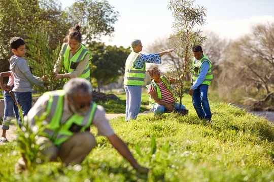 Volunteers planting trees in sunny park
