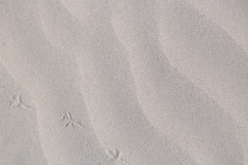 Fototapeta na wymiar 鳥の足跡がついた白い砂浜の背景