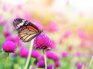 Fototapeta na wymiar butterfly on pink Amaranth flower fields.