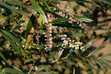 Mahonia confusa has elongated leaves, yellow flowers bloom in the fall and dark purple berries in the spring.