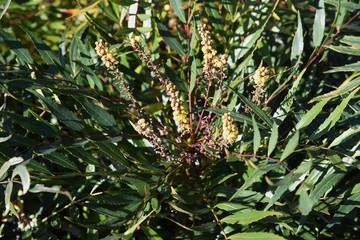 Mahonia confusa has elongated leaves, yellow flowers bloom in the fall and dark purple berries in the spring.