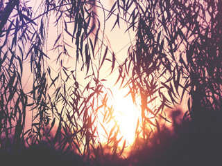 Silhouette willow leaves tree at sunset