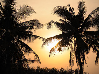 Silhouette coconut leaves tree at sunset dramatic sky.
