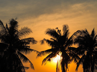 Fototapeta na wymiar Silhouette coconut leaves tree at sunset dramatic sky.