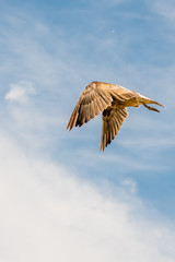 A pacific seagull cruising in blue sky