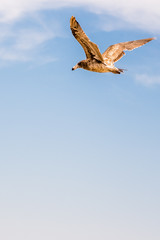 A pacific seagull cruising in blue sky