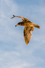 A pacific seagull cruising in blue sky
