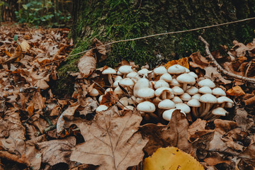 Mushrooms growing from a decaying tree stump in forest