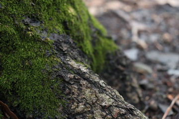 Mossy Cloths for the Trees