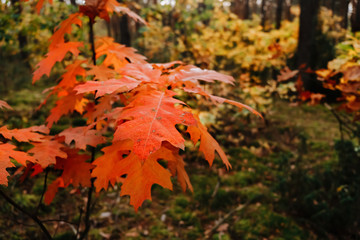 Orange autumn oak leaves in forest