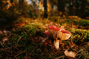 Mushrooms on the moss in forest