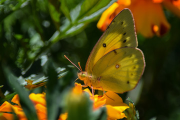 Yellow Butterfly on Flower, Close-Up