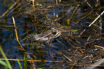 Northern Leopard Frog sitting on top of aquatic vegetation in shallow water. 