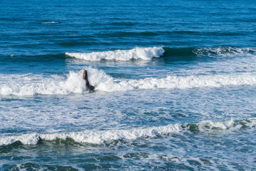 Fototapeta premium crashing waves on the beach
