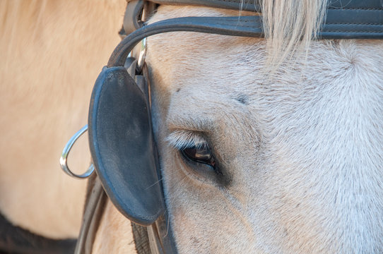 Horse Blinder