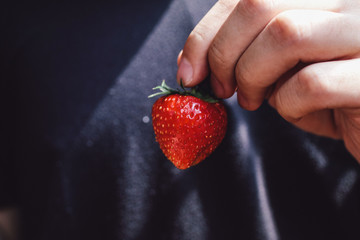 Man hands holding handful of fresh strawberries  freshly picked strawberries on self picking with black background
