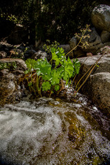 Yosemite National Park Creeks and Streams