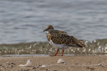 Ruddy Turnstone standing on a sandy beach.