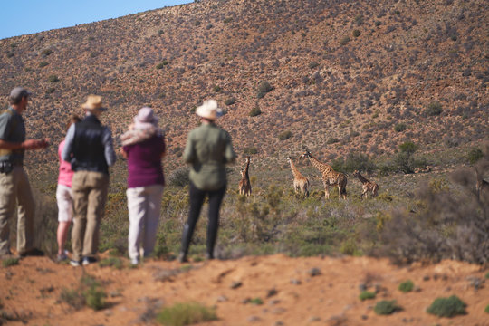 Safari tour group watching elephants in sunny grassland South Africa