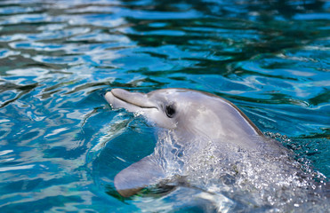 Obraz premium SeaWorld San Antonio