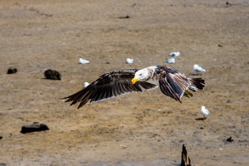 A flying pacific seagull