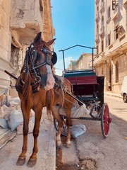 horse and carriage in sevilla