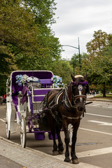 Horse and Carriage Standing Still