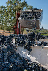 Loading Wine Grapes into Truck