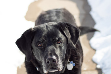 black labrador