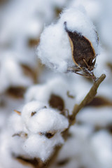 Cotton branch white 