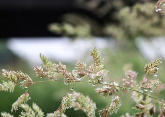 Water drops on a plant