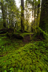 Beautiful Scenic View of the Green and Vibrant Rain Forest during a sunny day after rain fall in wintertime. Taken in Lynn Canyon Park, North Vancouver, British Columbia, Canada.