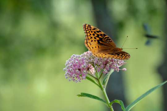 A pretty great spangled fritillary butterfly on a pretty pink wildflower with a nice green bokeh makes a delightful photograph.