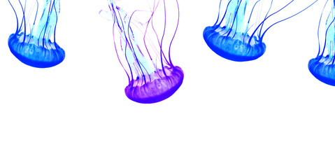 Blue jellyfish isolated on white background