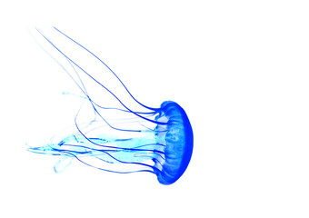 Blue jellyfish isolated on white background - obrazy, fototapety, plakaty