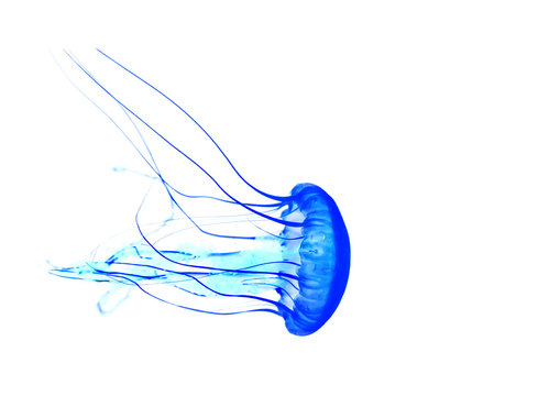 Blue jellyfish isolated on white background