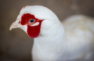 portrait of a chicken with a shape of a heart