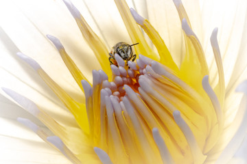 Honey bee pollinate on a water lily in nature composition