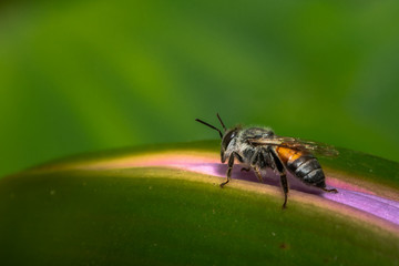 Honey bee resting on a water lily bud in nature composition
