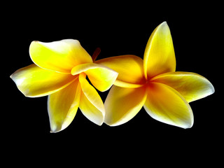 Plumeria flowers or Frangipani flower isolated on black background. Tropical flowers frangipani. Frangipani flowers are many in Bali.