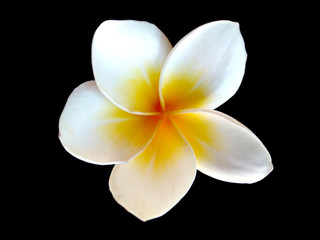 Obraz premium Plumeria flowers or Frangipani flower isolated on black background. Tropical flowers frangipani. Frangipani flowers are many in Bali.