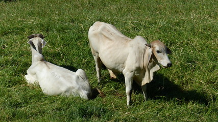 Obraz premium vacas descanzando